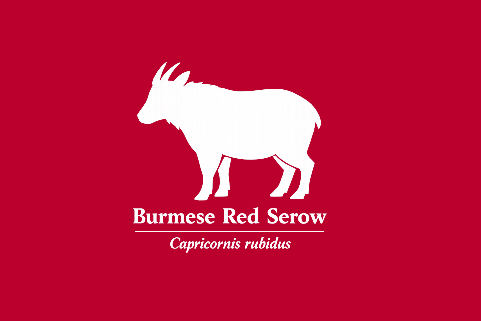 11年後のレッドリスト｜アカカモシカ：森を失い、逃げ場まで細る【IUCNレッドリスト比較】