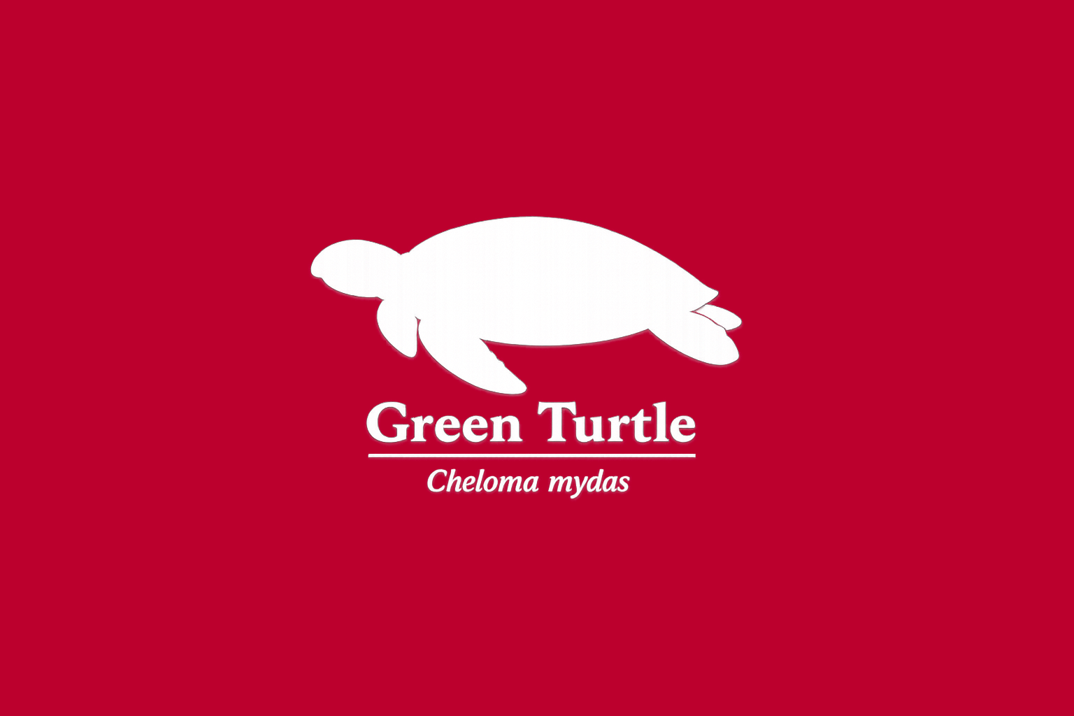 11年後のレッドリスト｜アオウミガメ：数は戻る、未来はまだ遠い【IUCNレッドリスト比較】