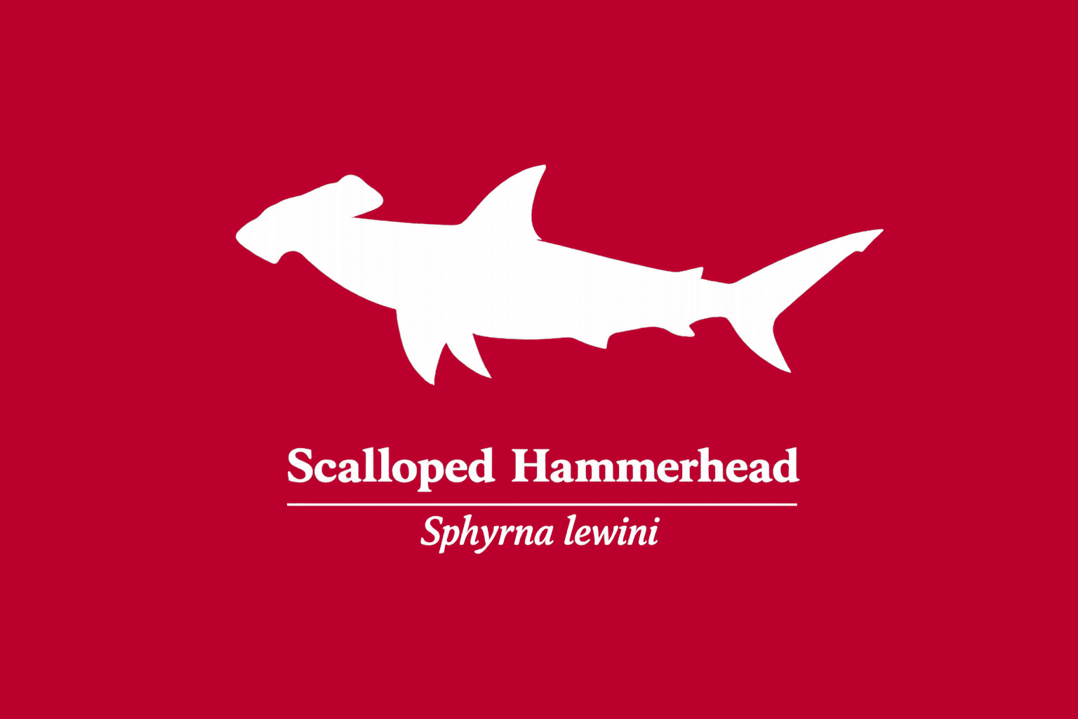 11年後のレッドリスト｜アカシュモクザメ：守られながら、削られていく【IUCNレッドリスト比較】