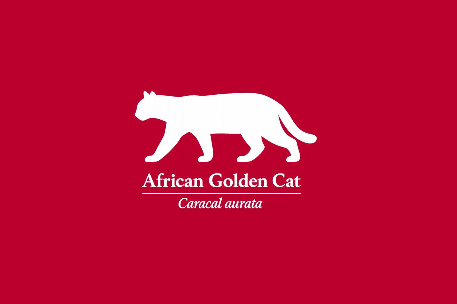 11年後のレッドリスト｜アフリカゴールデンキャット：見えないまま、減っていく【IUCNレッドリスト比較】