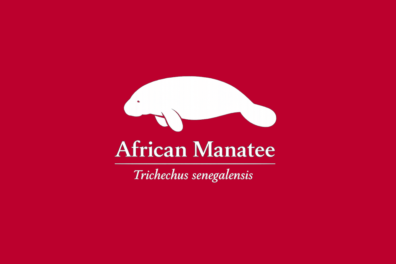 11年後のレッドリスト｜アフリカマナティー：正しさの外で、溺れる【IUCNレッドリスト比較】