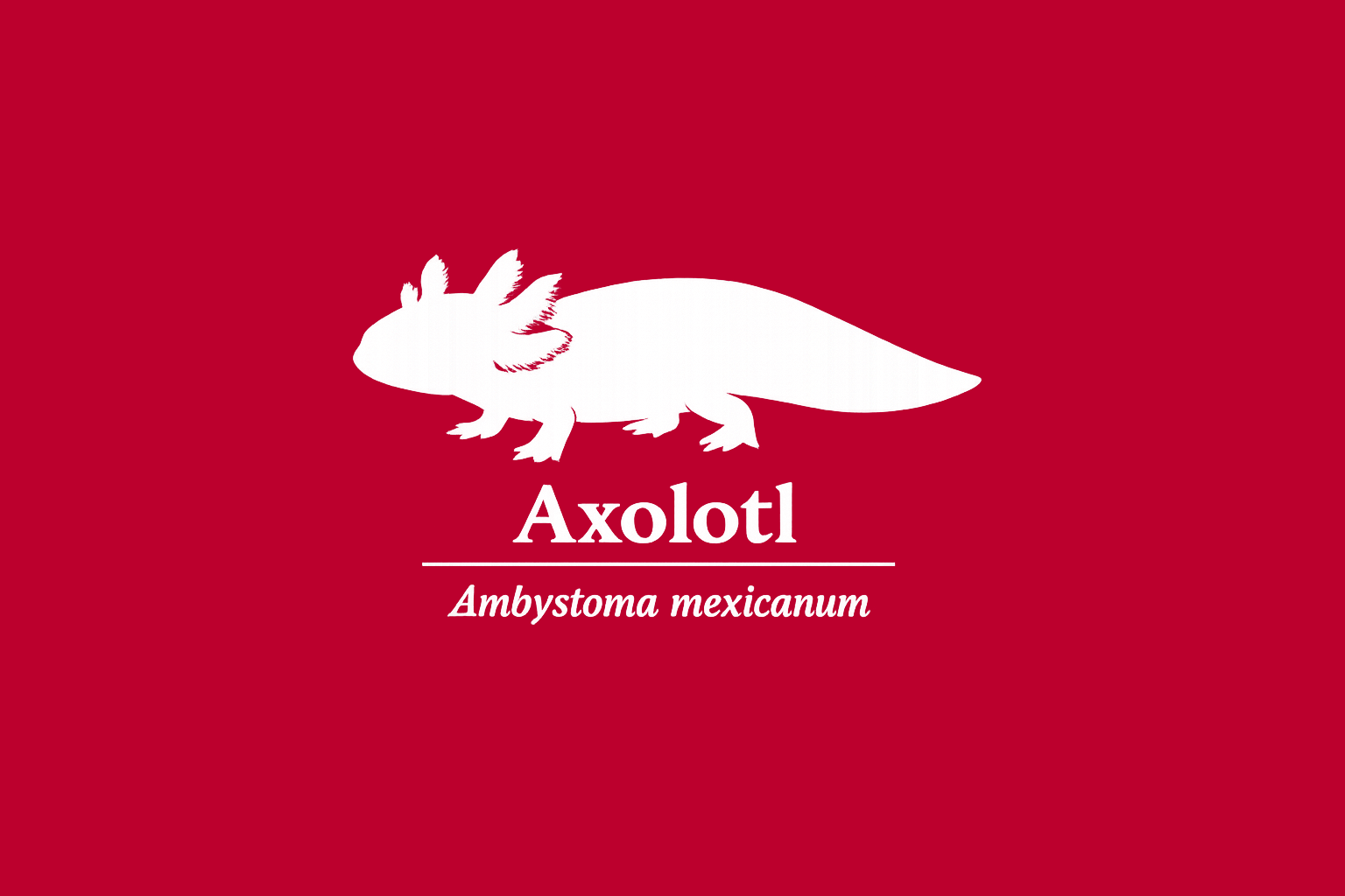 11年後のレッドリスト｜アホロートル：愛されて、野生は消える【IUCNレッドリスト比較】