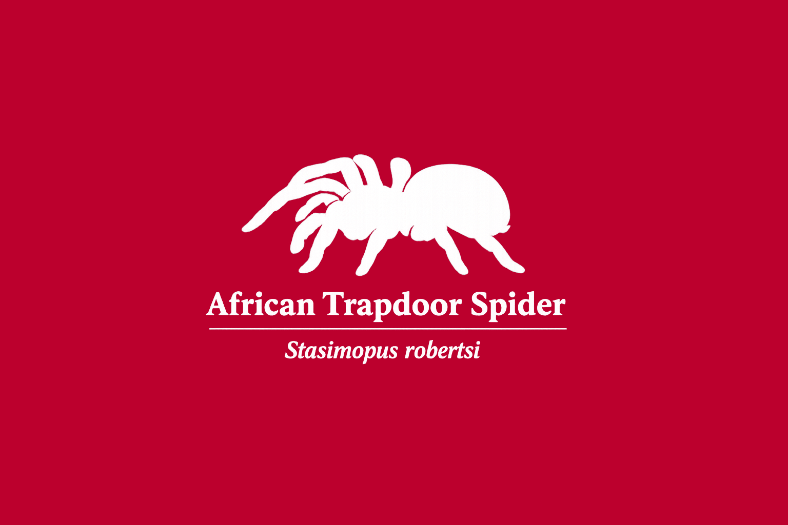 11年後のレッドリスト｜アフリカトタテグモ：飛べない糸が、世界を狭めた【IUCNレッドリスト比較】