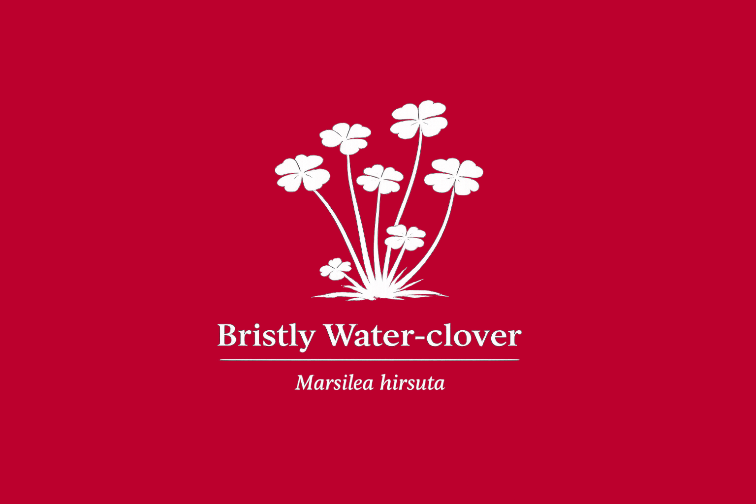 11年後のレッドリスト｜アゾレスデンジソウ：消えたのは命ではなく、名だった【IUCNレッドリスト比較】