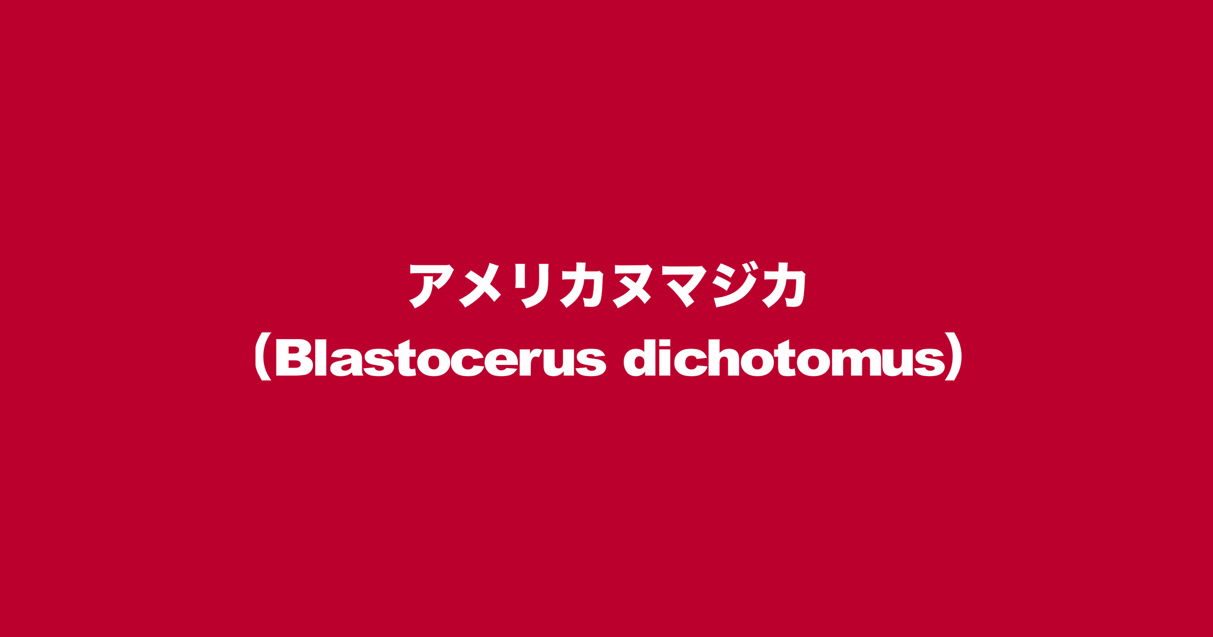 アメリカヌマジカ（学名：Blastocerus dichotomus）