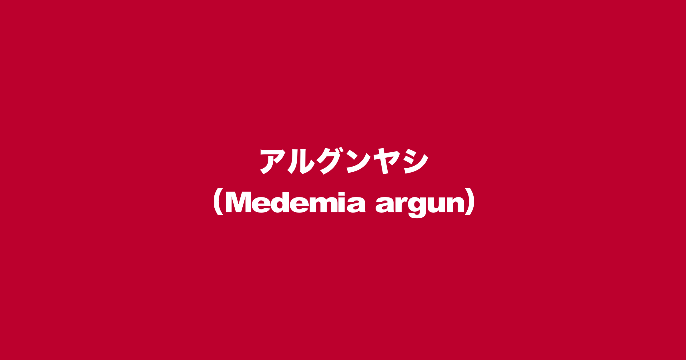 アルグンヤシ（学名：Medemia argun）