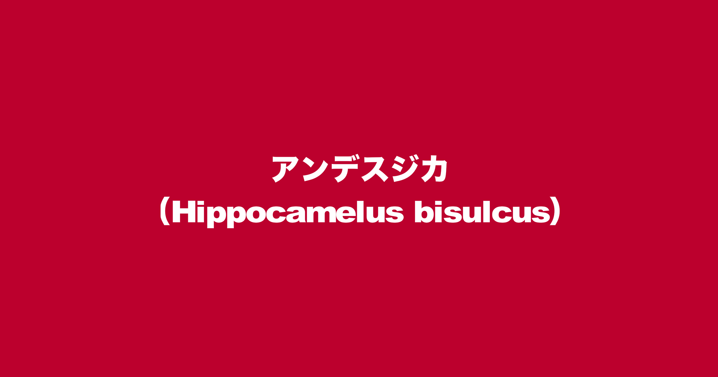 アンデスジカ（学名：Hippocamelus bisulcus）