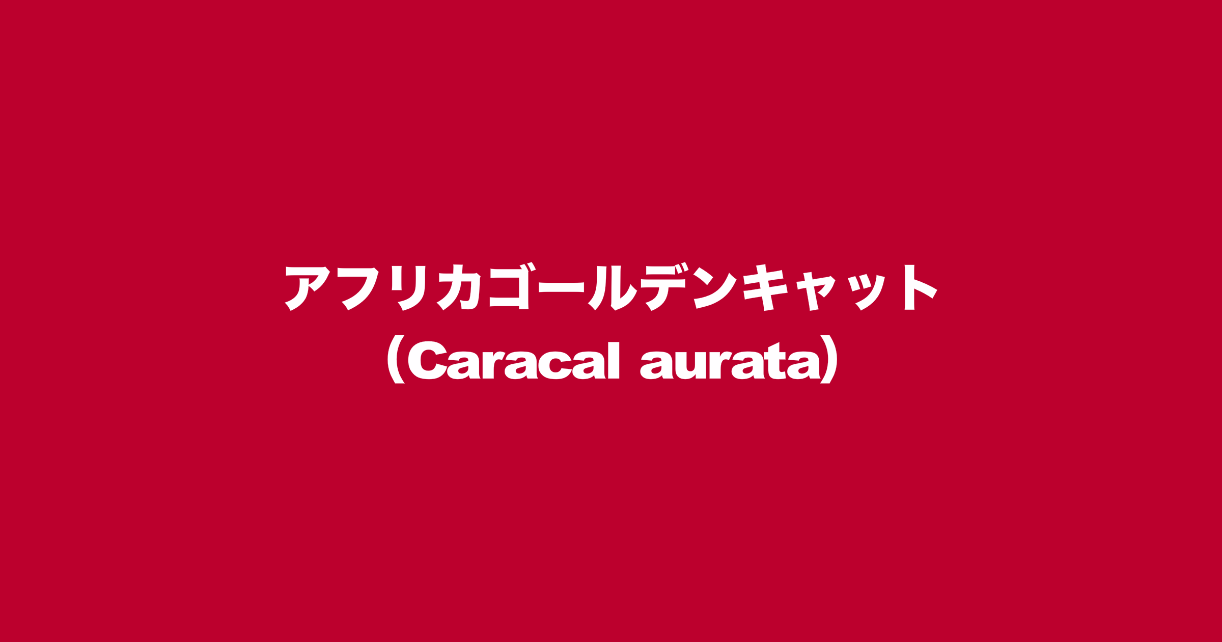 アフリカゴールデンキャット（学名：Caracal aurata）