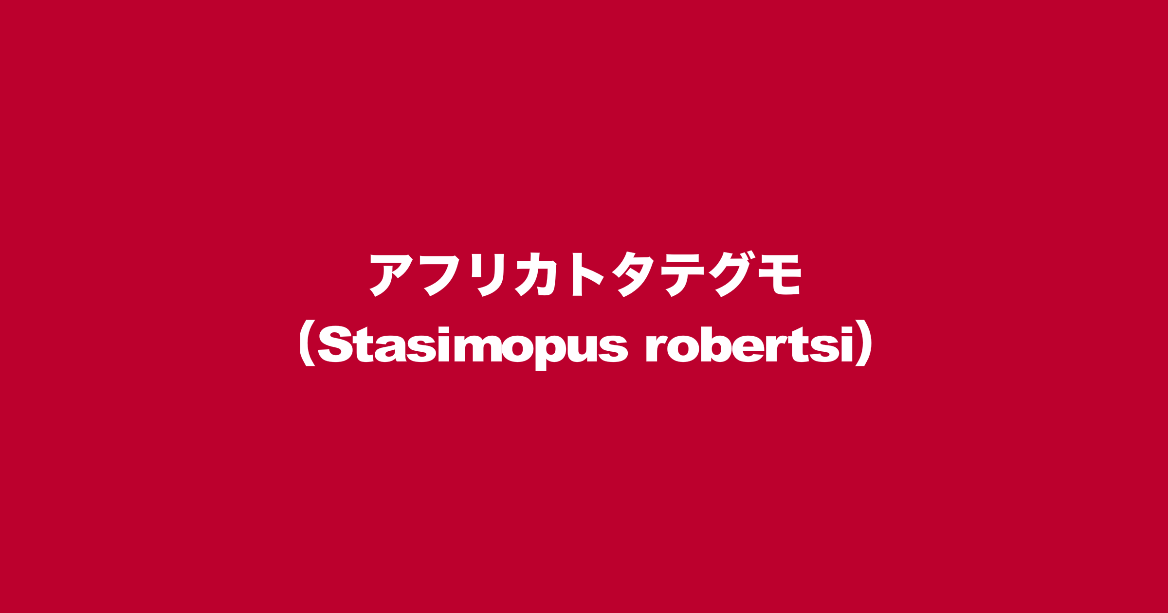 アフリカトタテグモ（学名：Stasimopus robertsi）