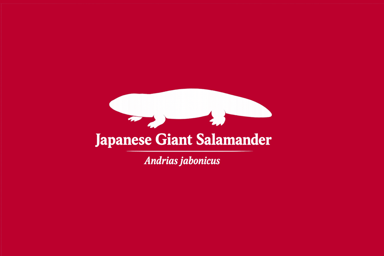 11年後のレッドリスト｜オオサンショウウオ：似ている顔、戻れない境界線【IUCNレッドリスト比較】