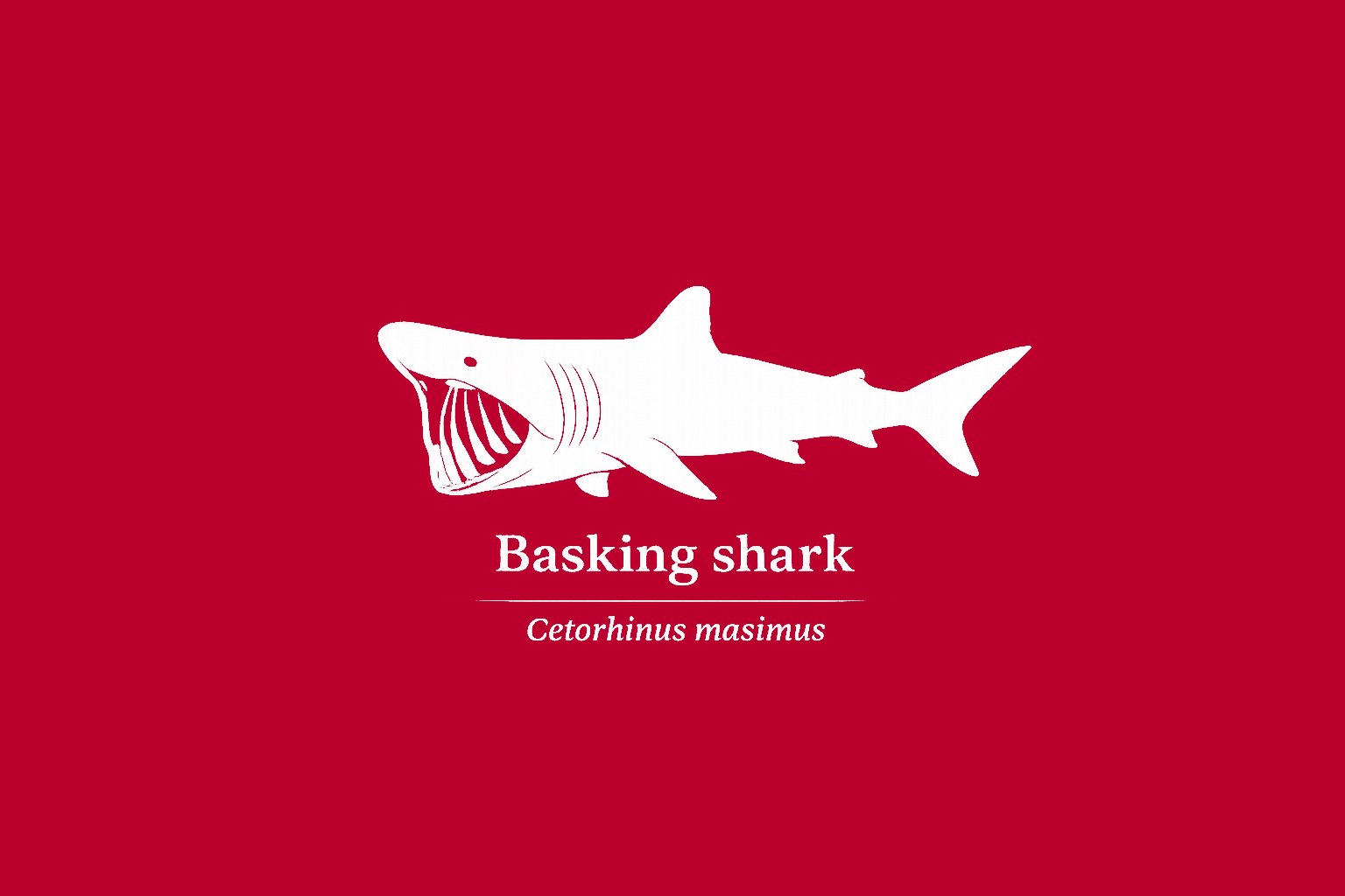 11年後のレッドリスト｜ウバザメ：食べているのに、痩せていく【IUCNレッドリスト比較】