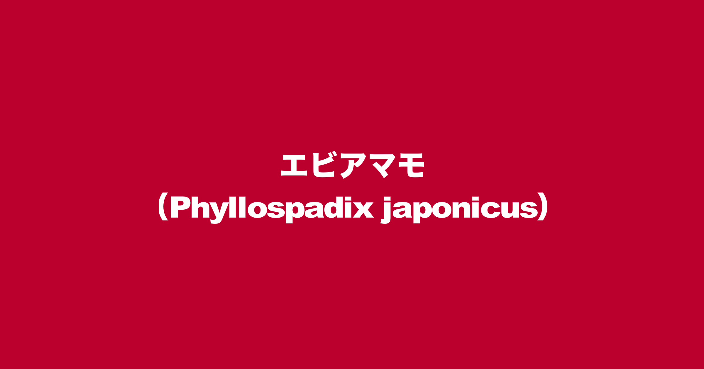 エビアマモ（学名：Phyllospadix japonicus）