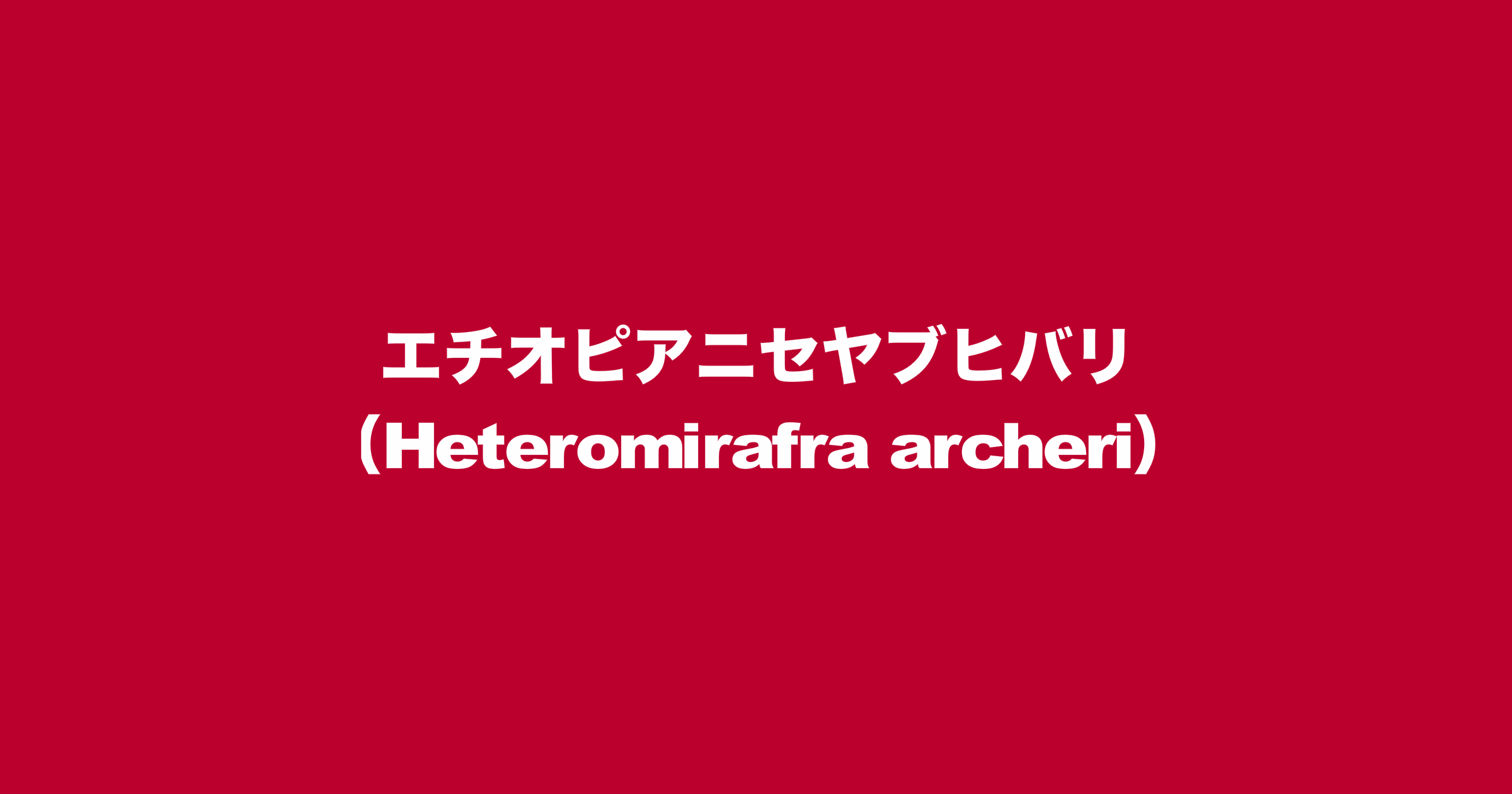 エチオピアニセヤブヒバリ（学名：Heteromirafra archeri）