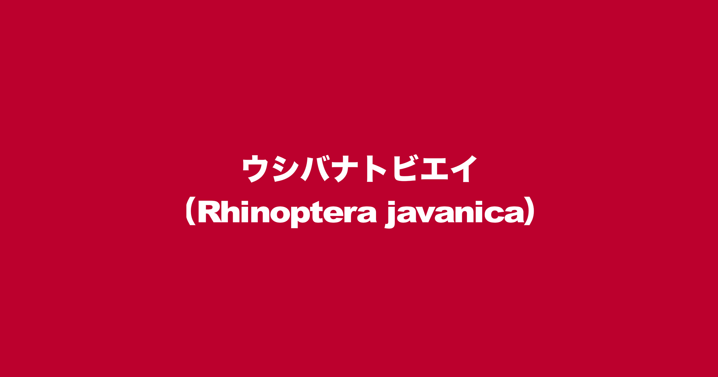 ウシバナトビエイ（学名：Rhinoptera javanica）