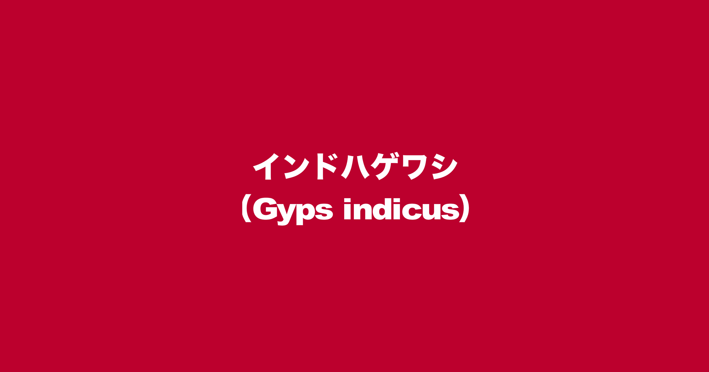 インドハゲワシ（学名：Gyps indicus）