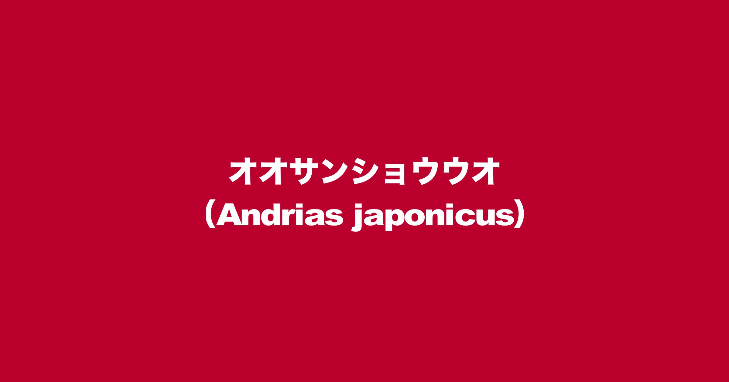 オオサンショウウオ（学名：Andrias japonicus）