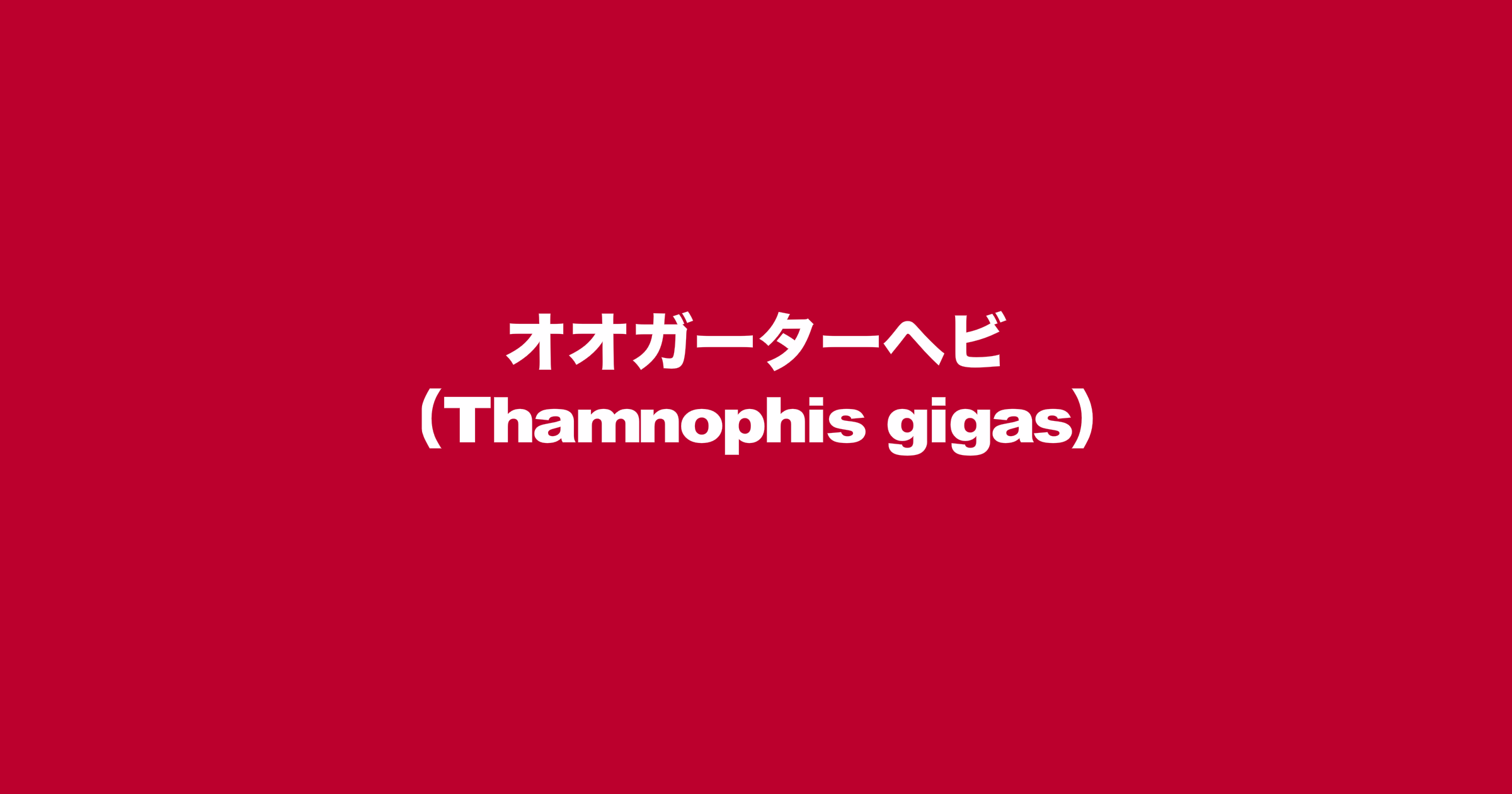 オオガーターヘビ（学名：Thamnophis gigas）