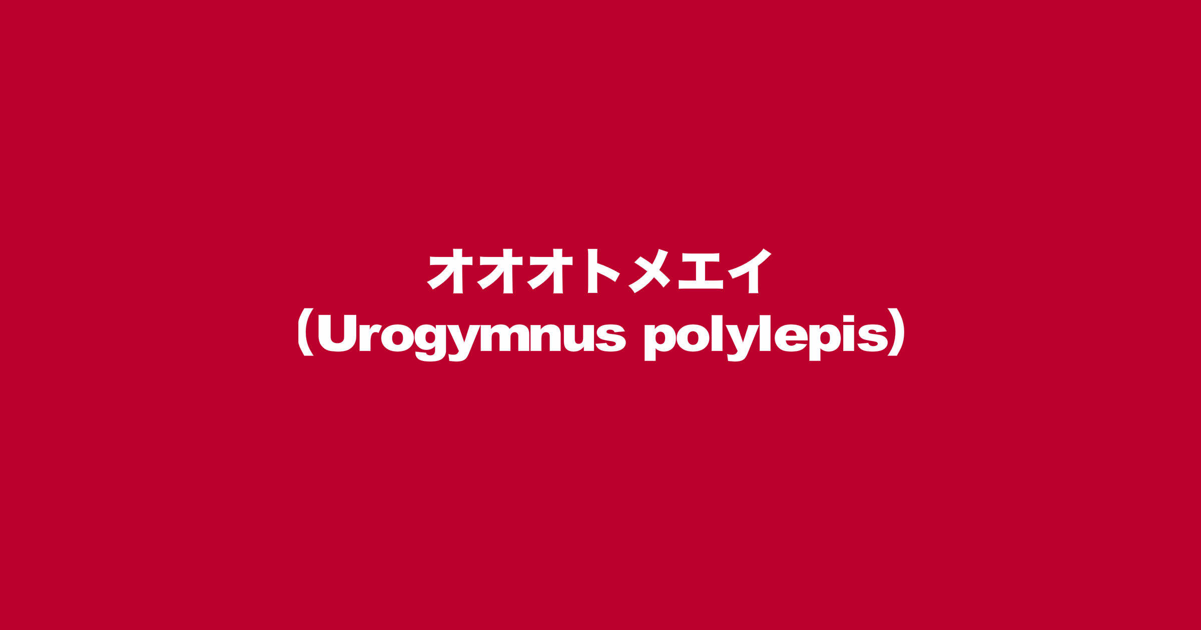 オオオトメエイ（学名：Urogymnus polylepis）