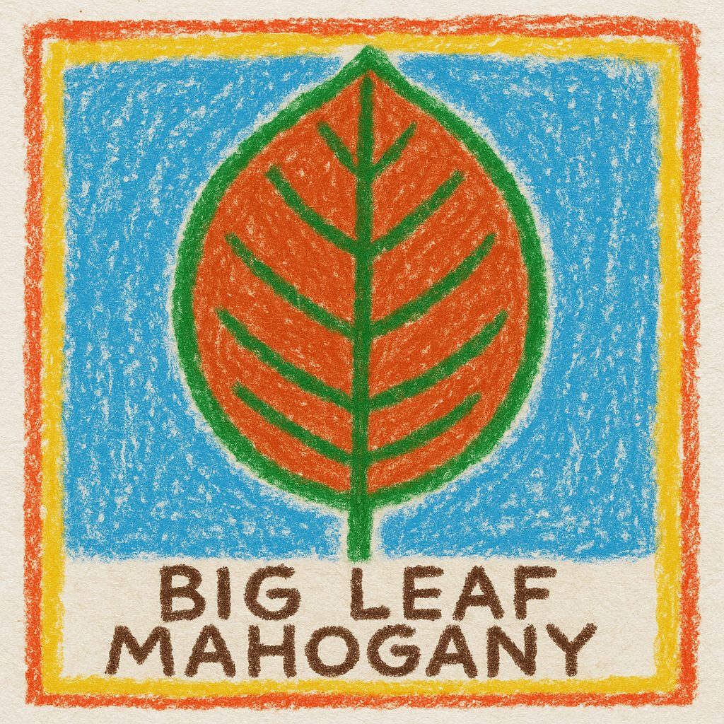 基本情報｜オオバマホガニー（Big-leaf Mahogany）