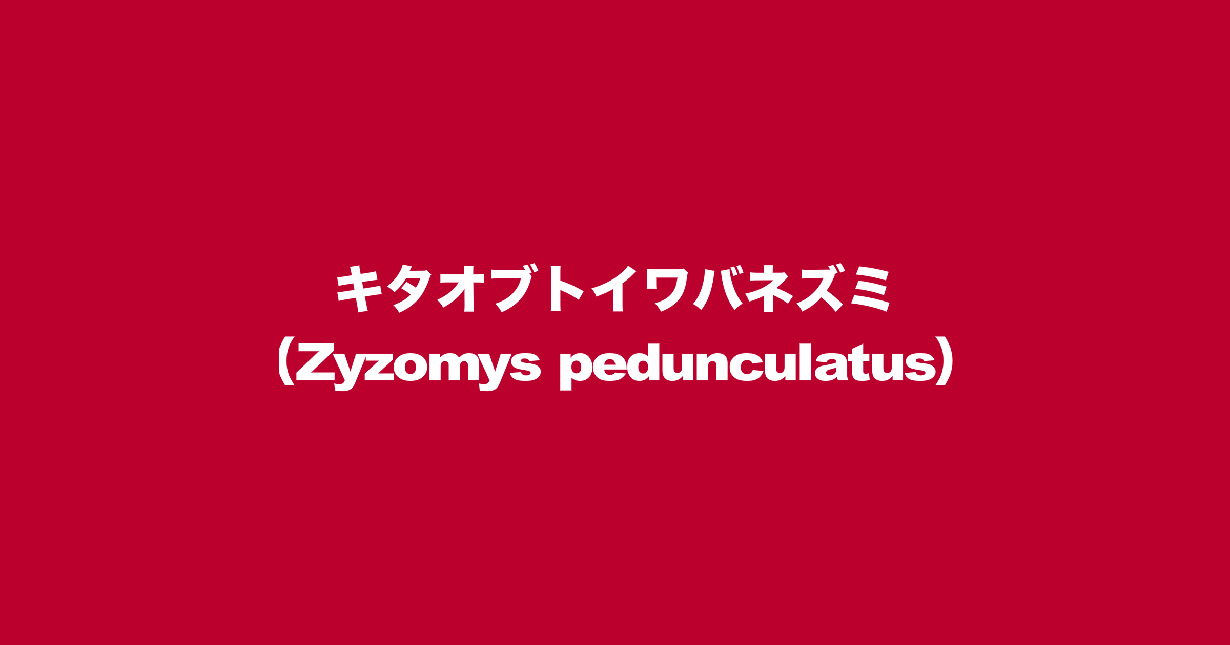 キタオブトイワバネズミ（Zyzomys pedunculatus）