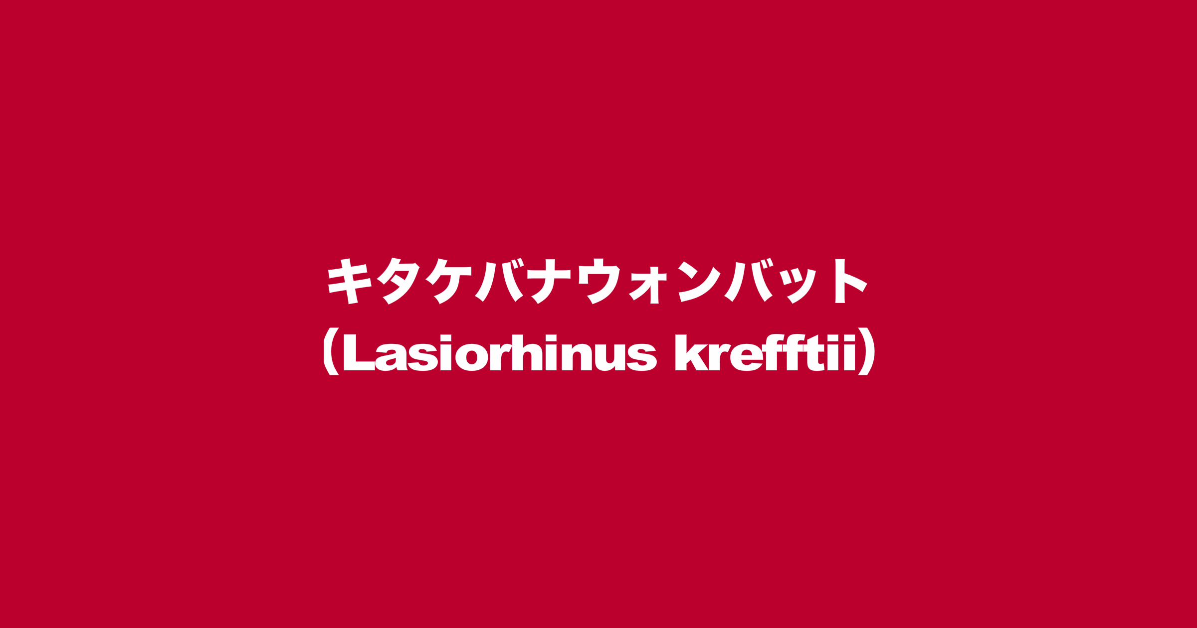 キタケバナウォンバット（Lasiorhinus krefftii）