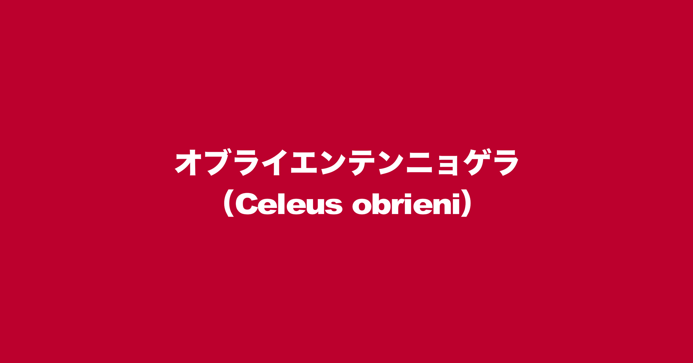 オブライエンテンニョゲラ（Celeus obrieni）