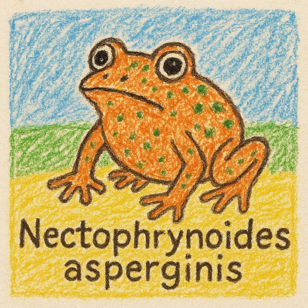 基本情報｜キハンシコモチヒキガエル（Nectophrynoides asperginis）