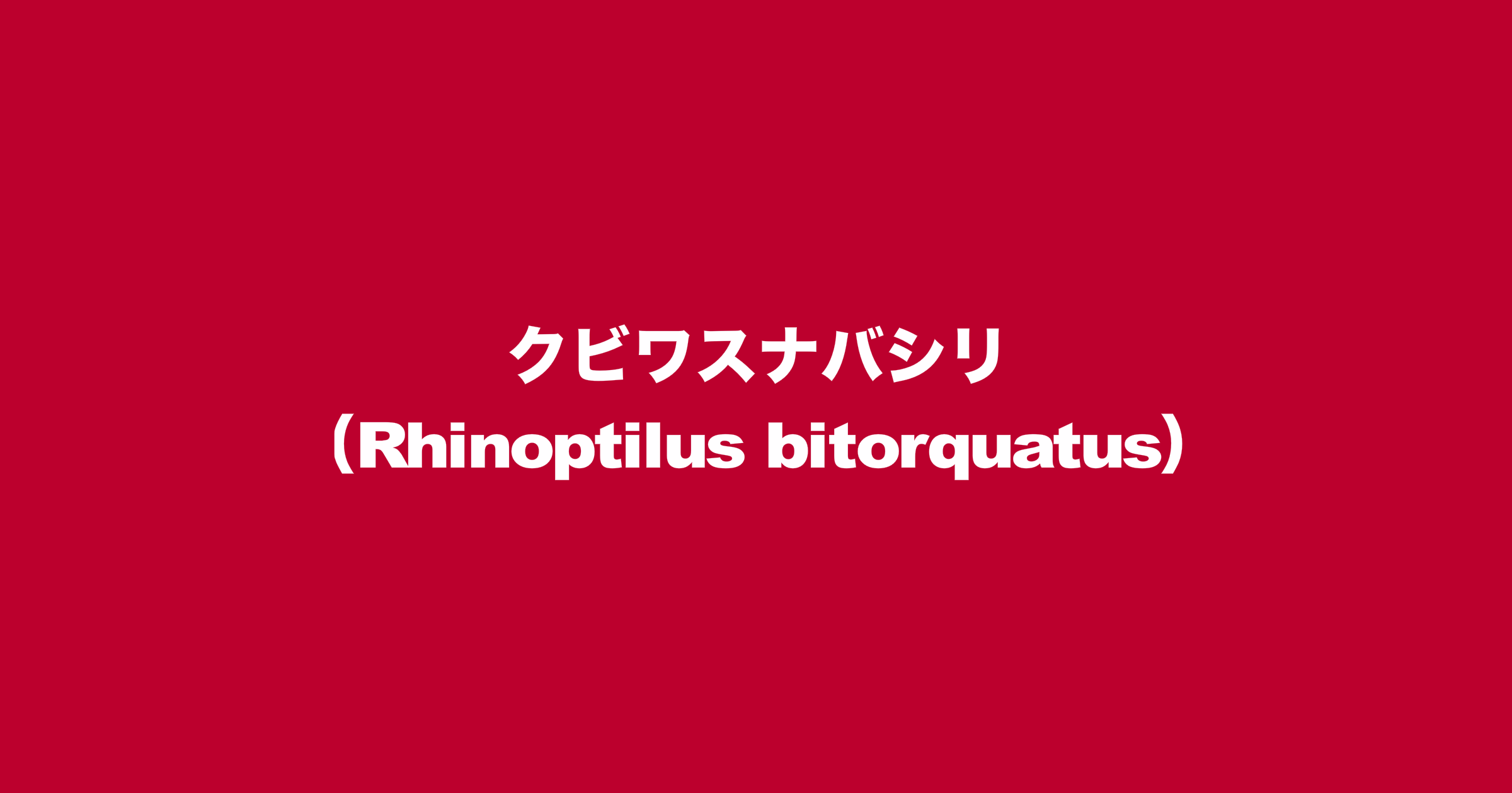 クビワスナバシリ（Rhinoptilus bitorquatus）