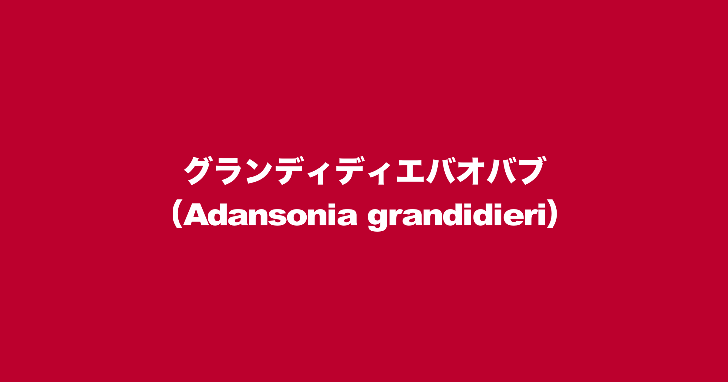 グランディディエバオバブ（Adansonia grandidieri）