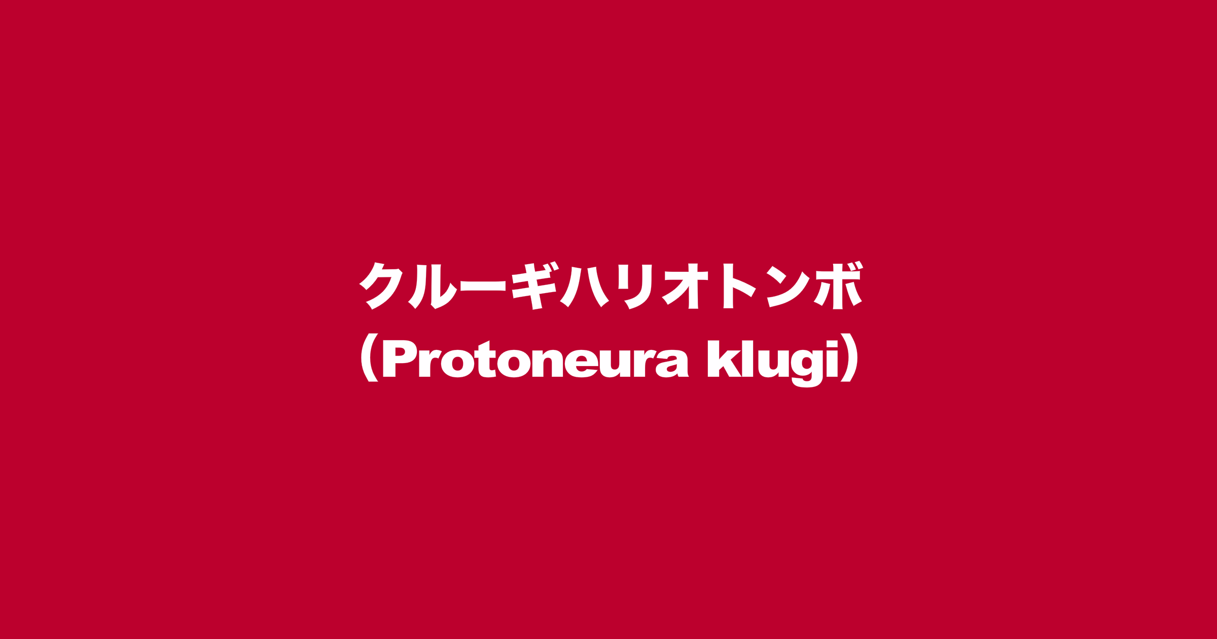 クルーギハリオトンボ（Protoneura klugi）