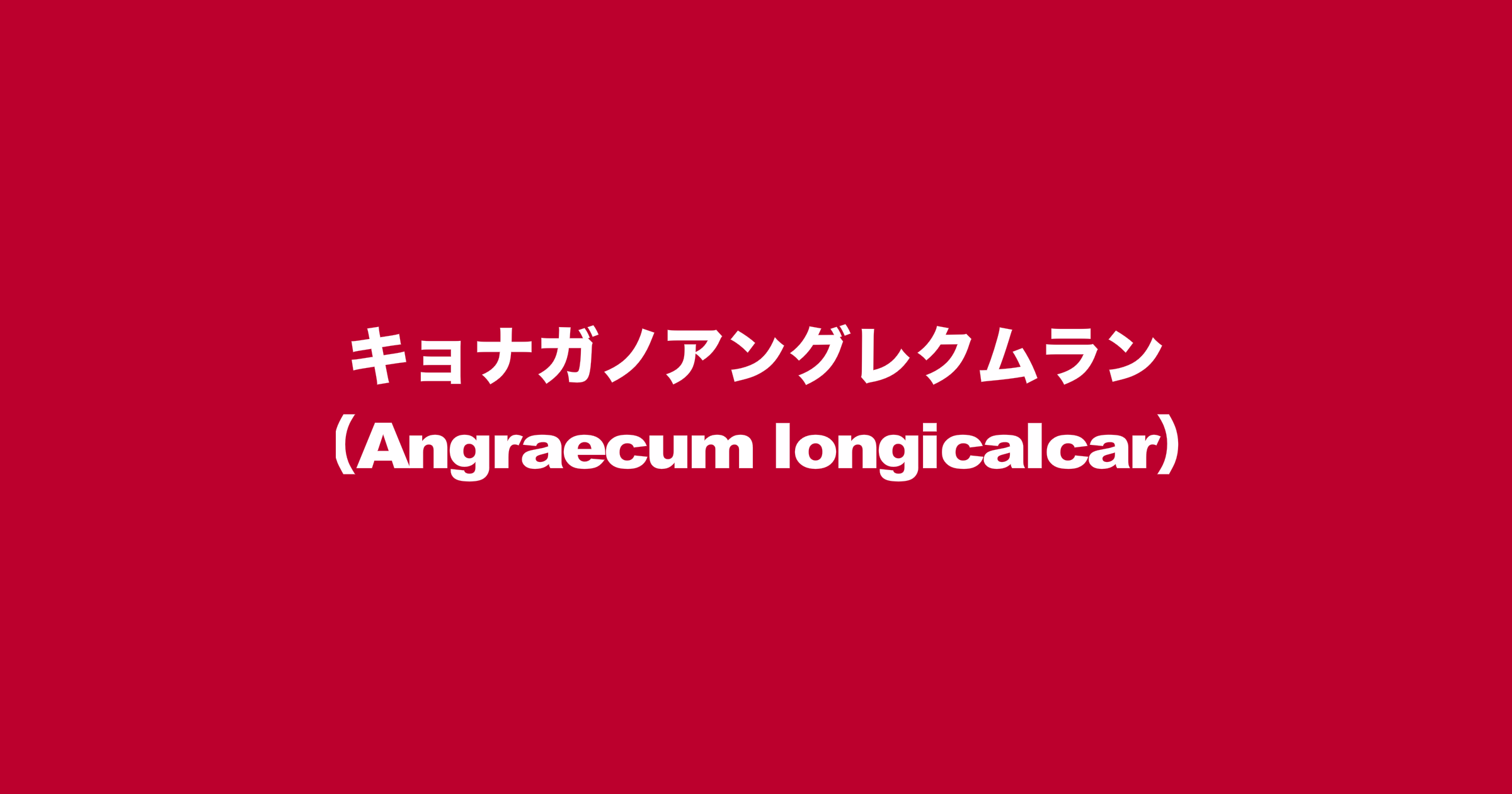 キョナガノアングレクムラン（Angraecum longicalcar）