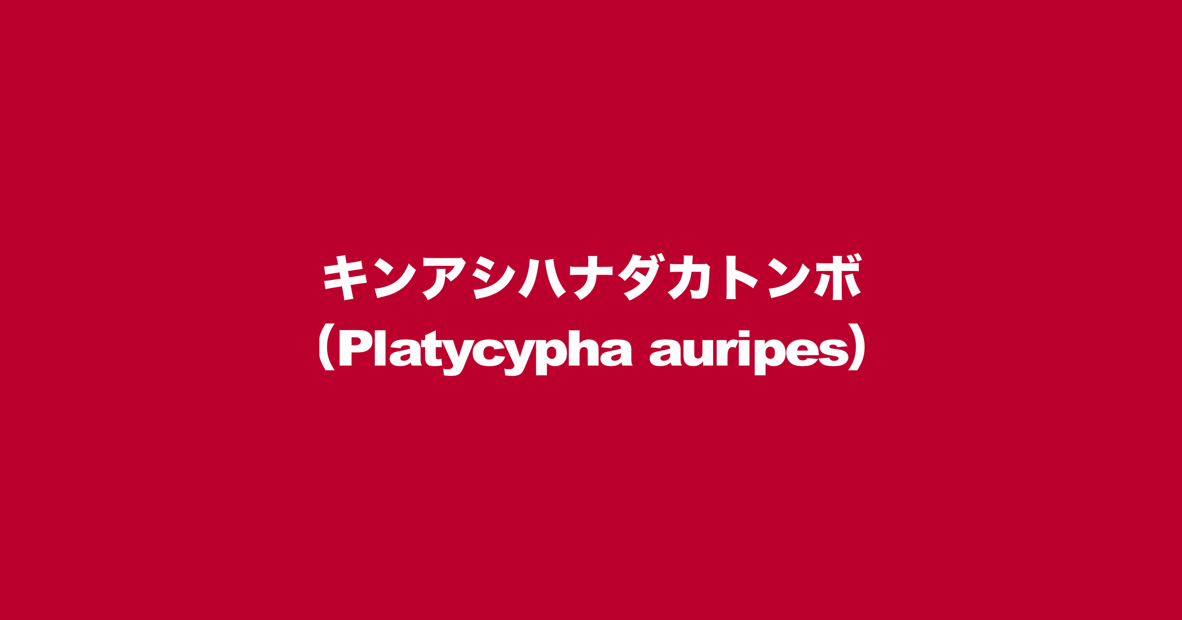 キンアシハナダカトンボ（Platycypha auripes）
