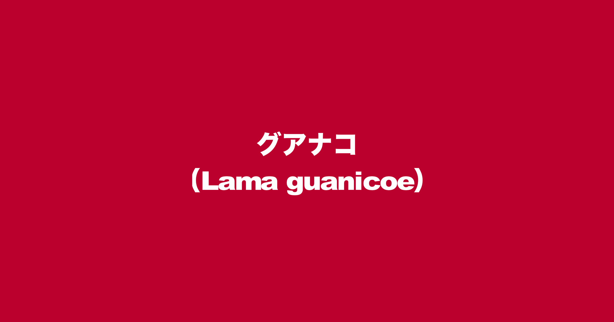 グアナコ（Lama guanicoe）