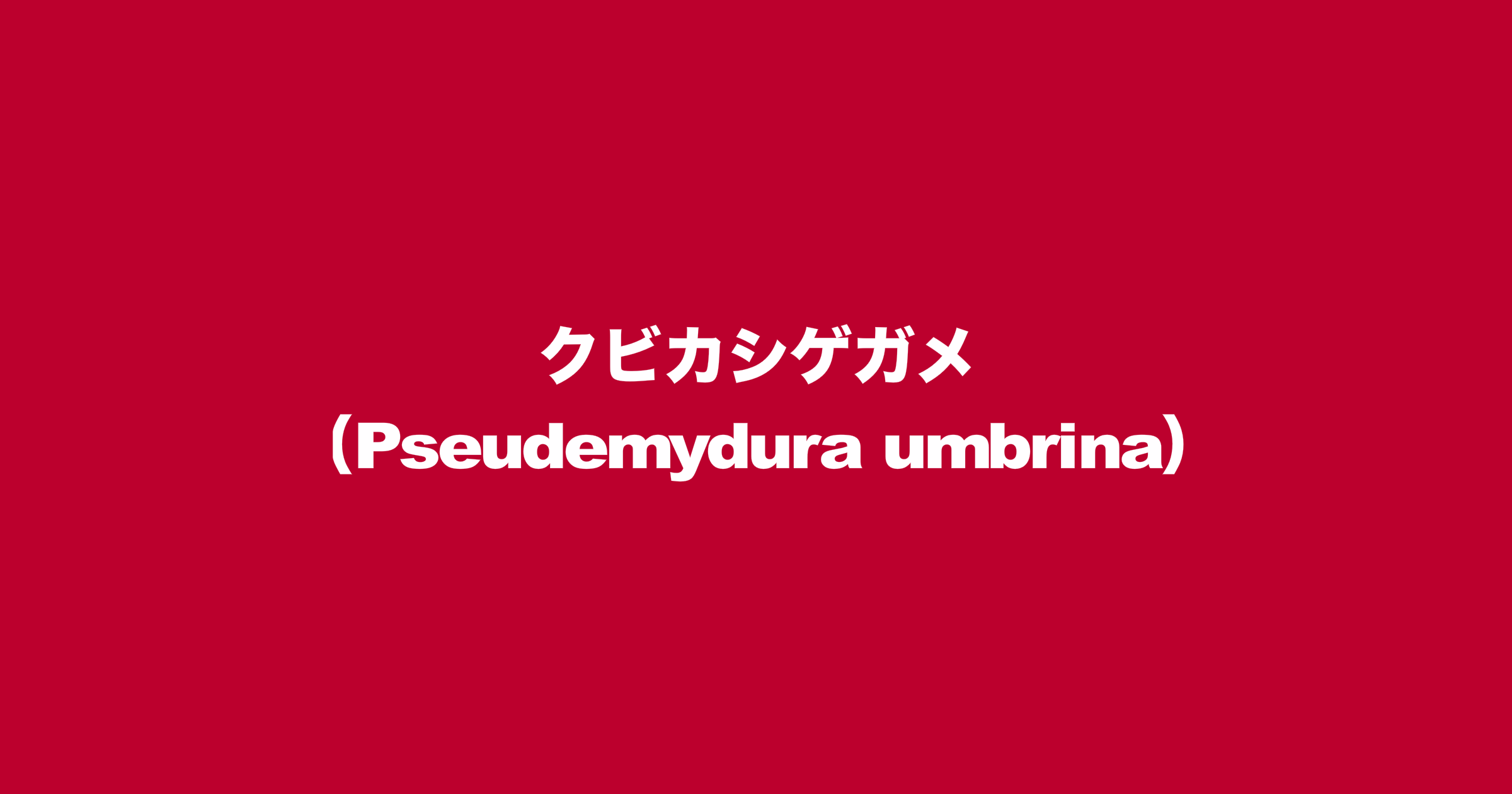 クビカシゲガメ（Pseudemydura umbrina）