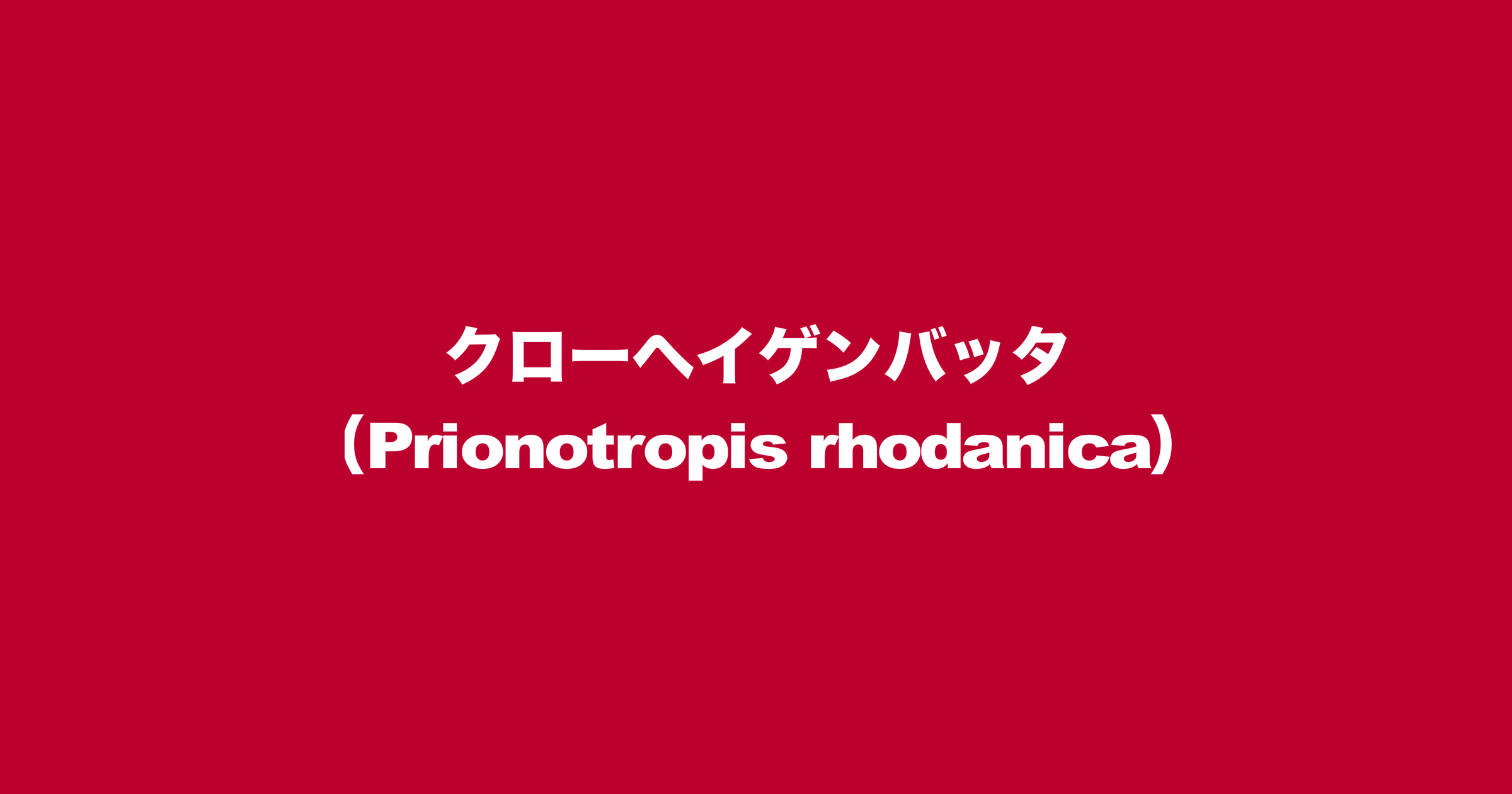 クローヘイゲンバッタ（Prionotropis rhodanica）