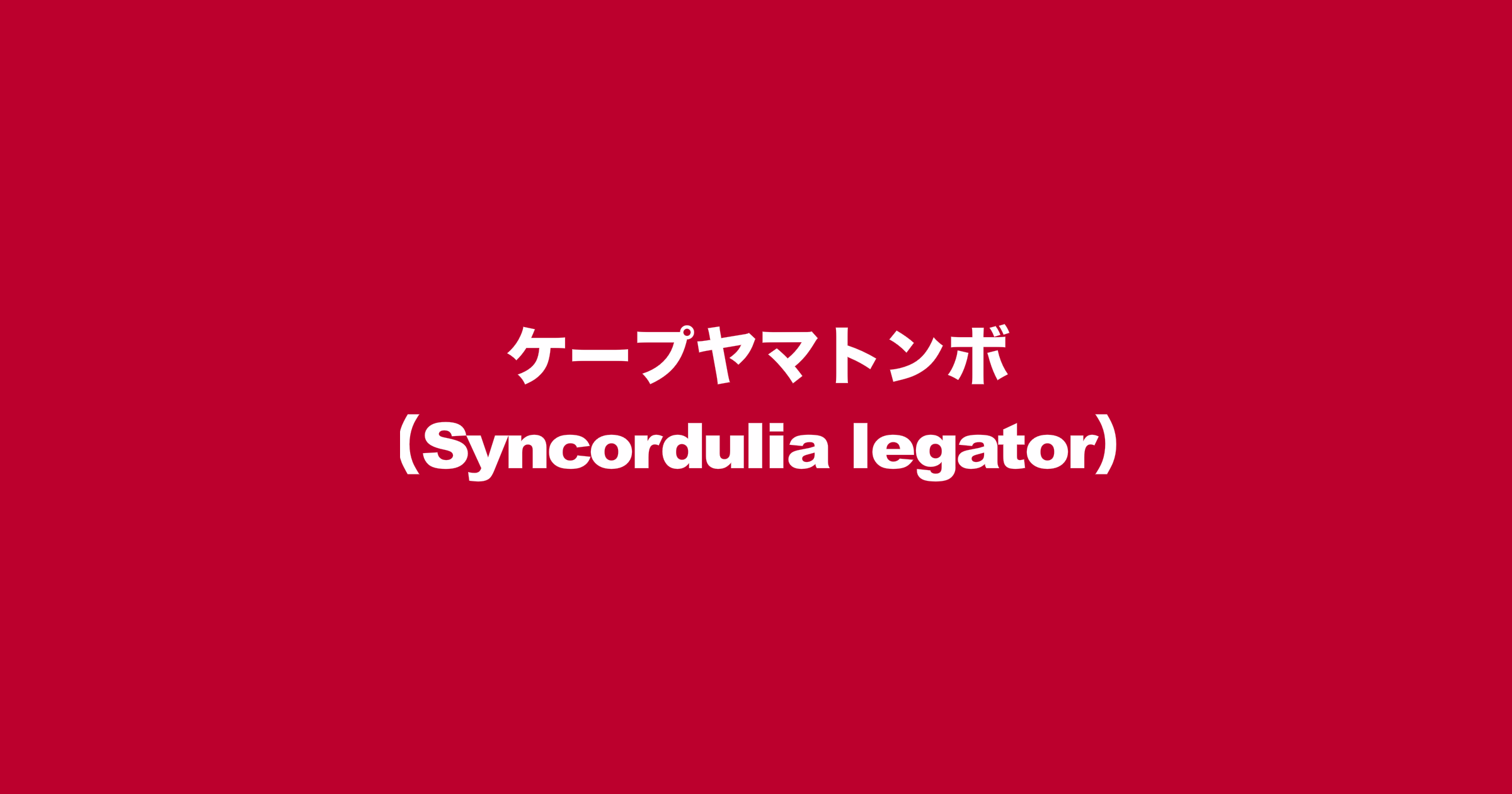 ケープヤマトンボ（Syncordulia legator）