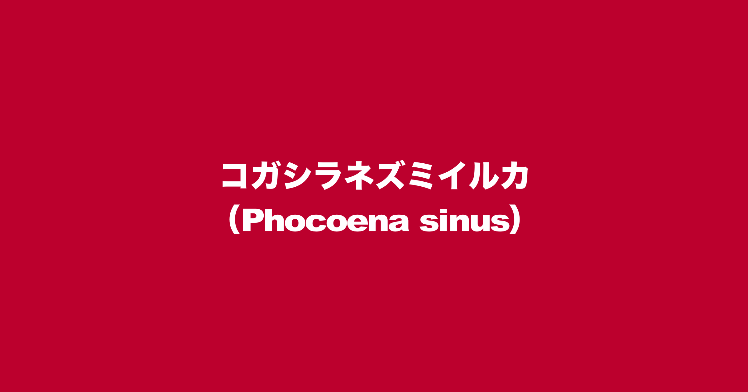 コガシラネズミイルカ（Phocoena sinus）