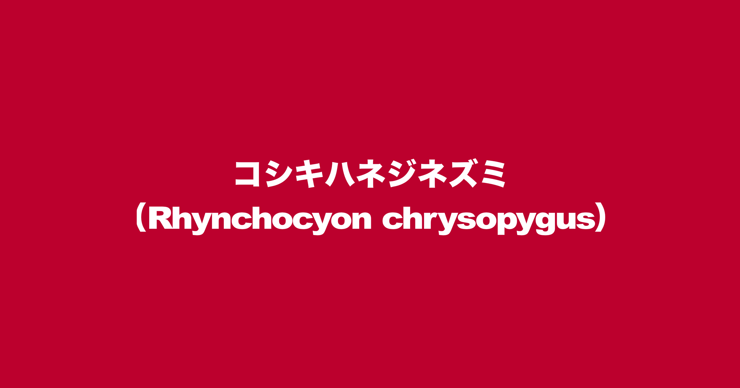 コシキハネジネズミ（Rhynchocyon chrysopygus）