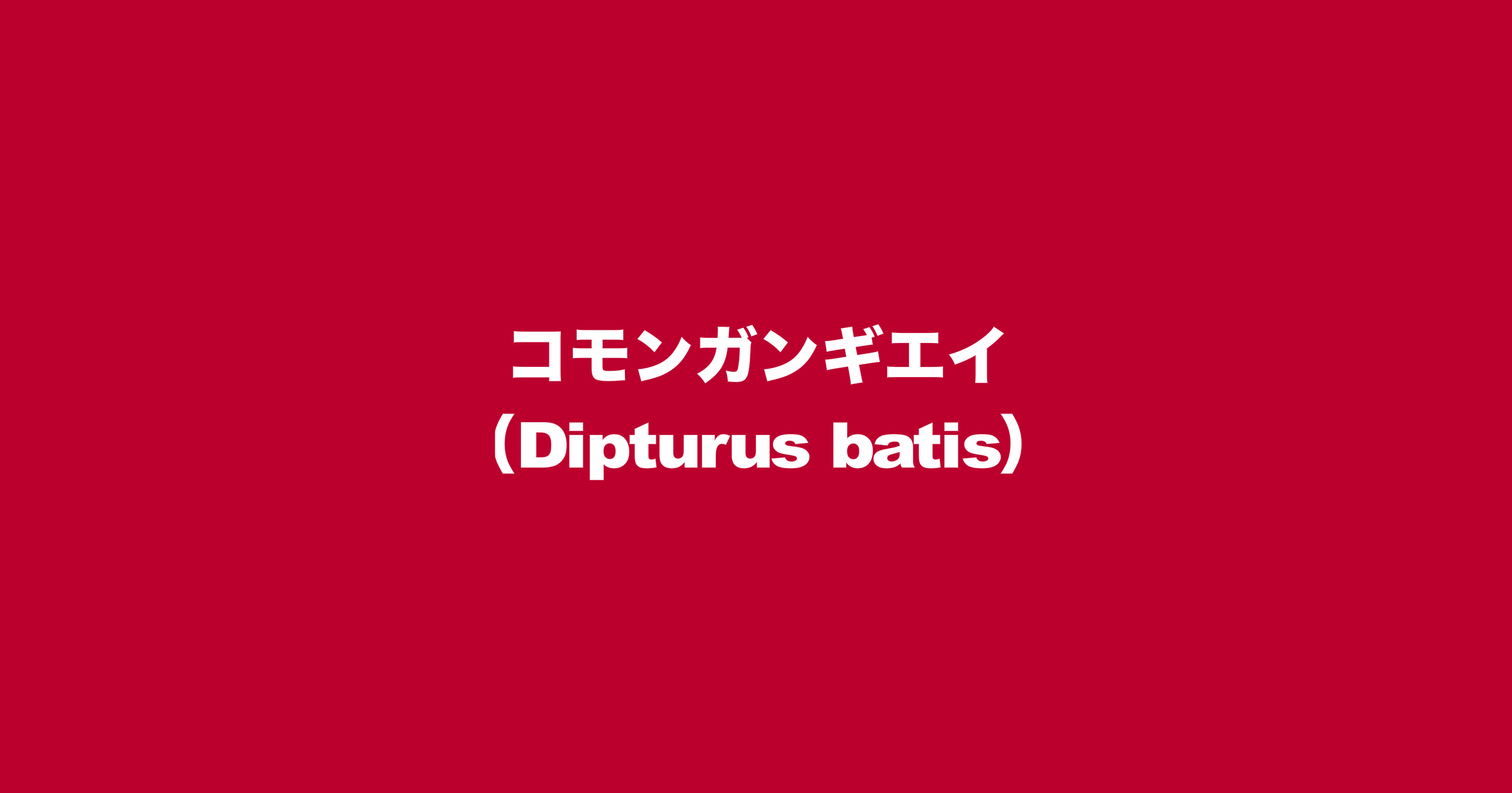 コモンガンギエイ（Dipturus batis）