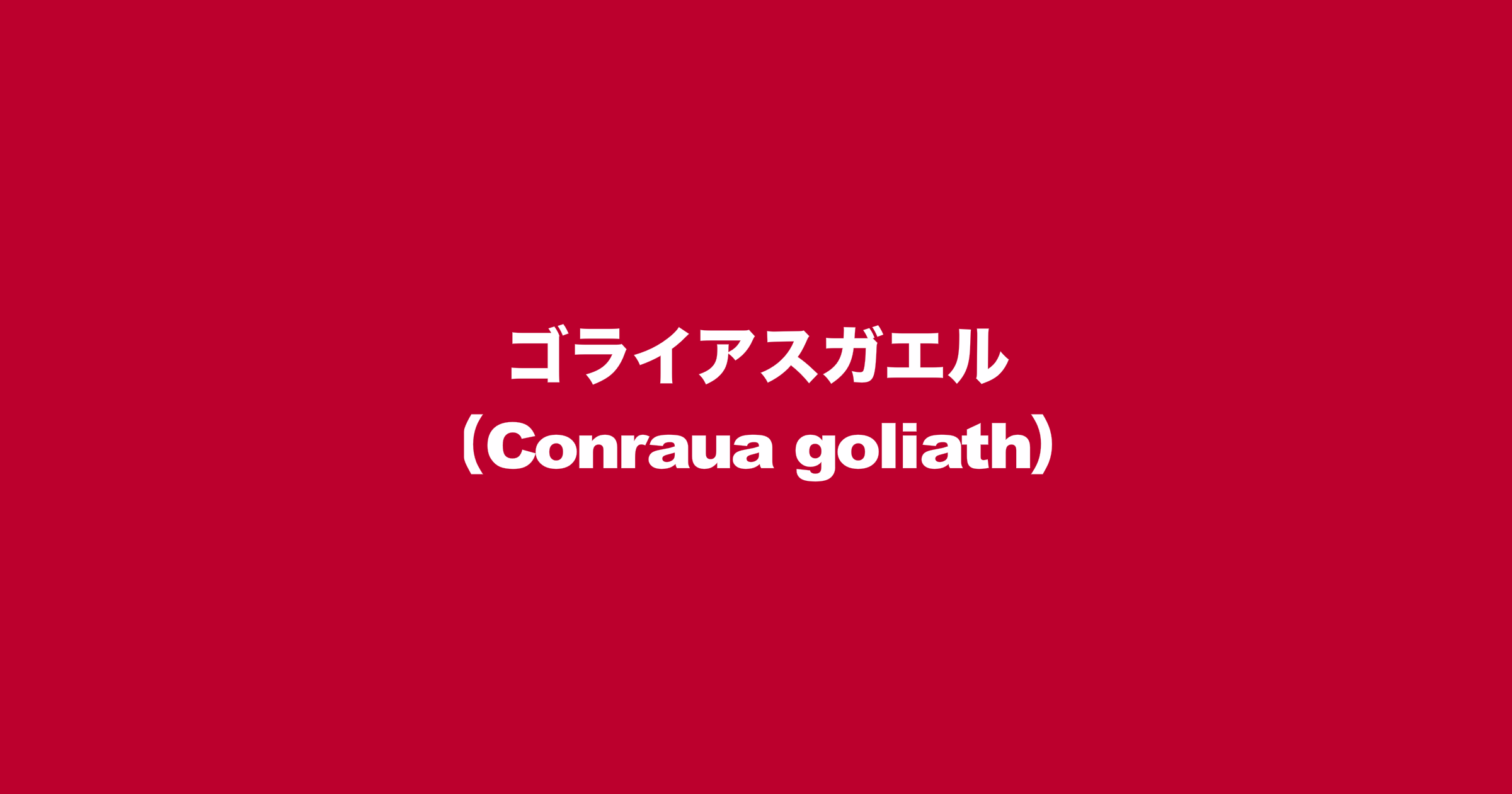 ゴライアスガエル（Conraua goliath）