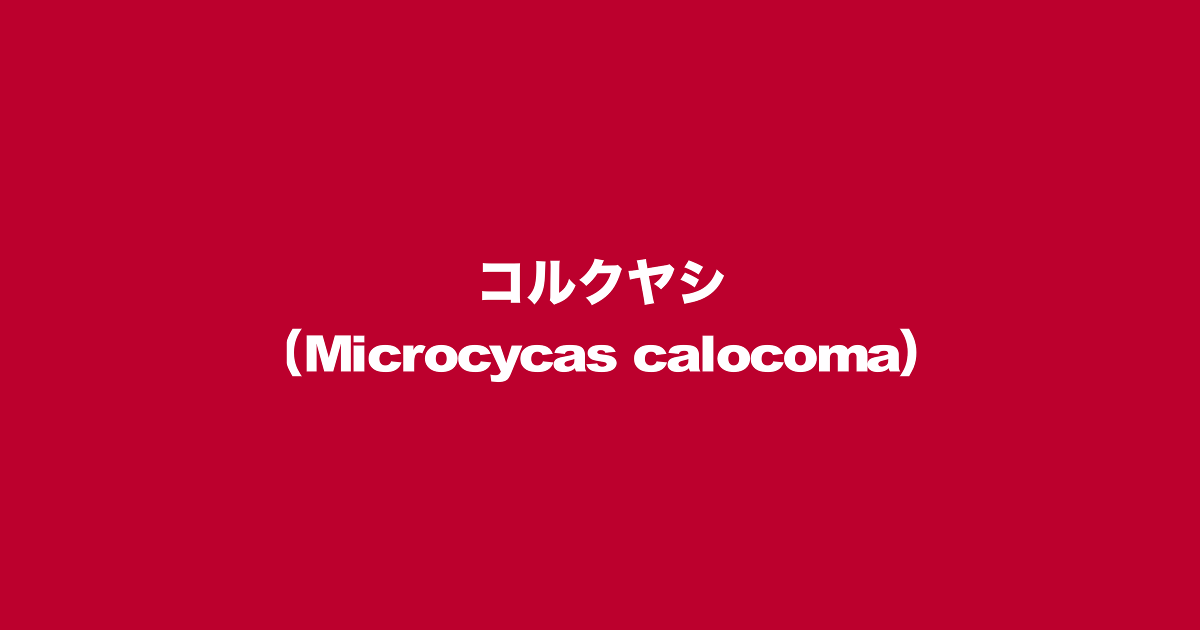 コルクヤシ（Microcycas calocoma）