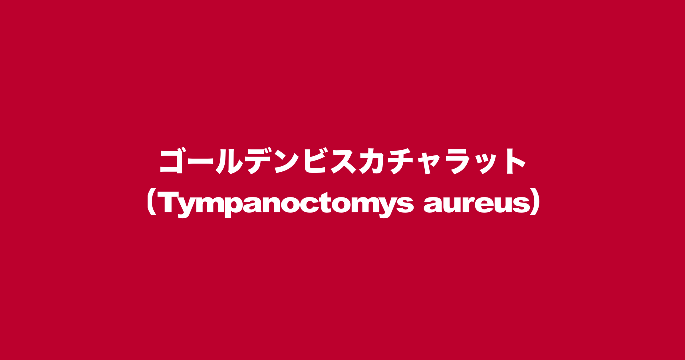 ゴールデンビスカチャラット（Tympanoctomys aureus）