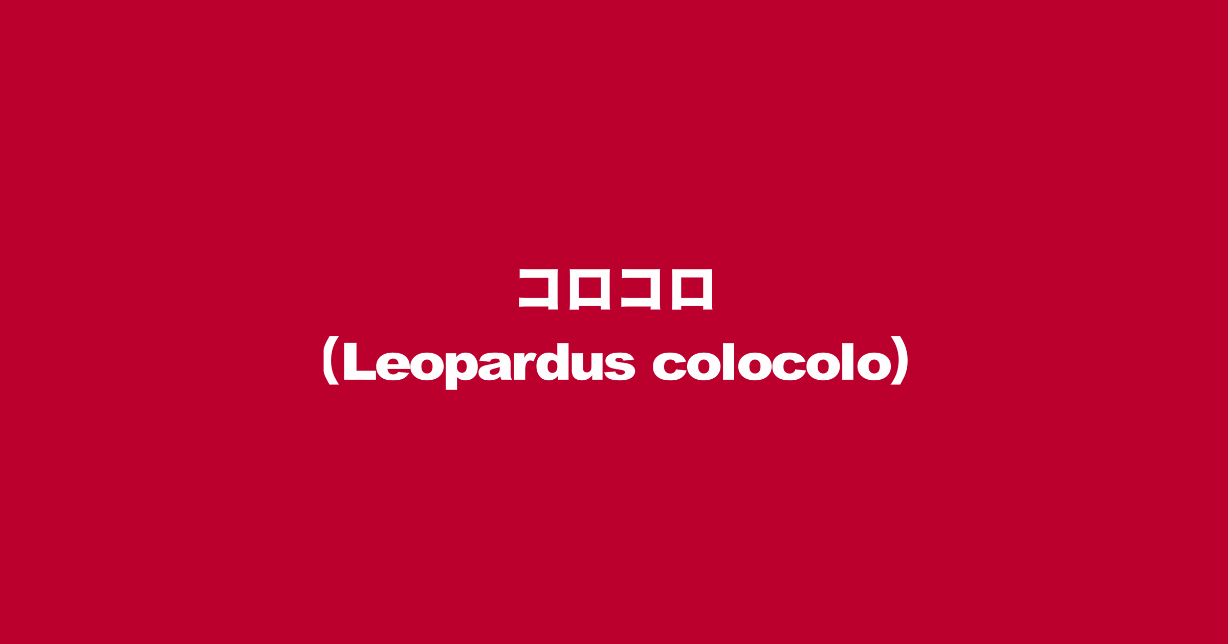 コロコロ（Leopardus colocolo）