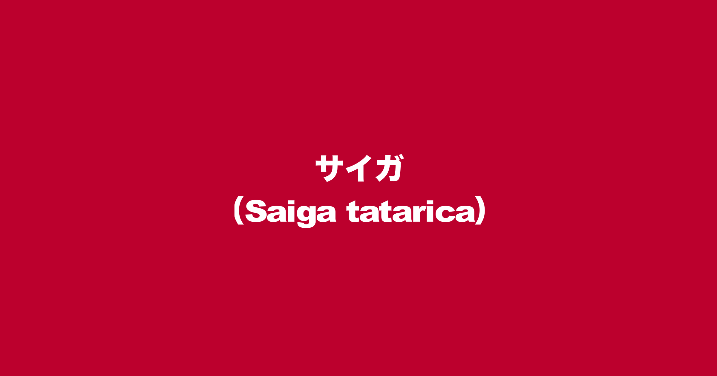 サイガ（Saiga tatarica）