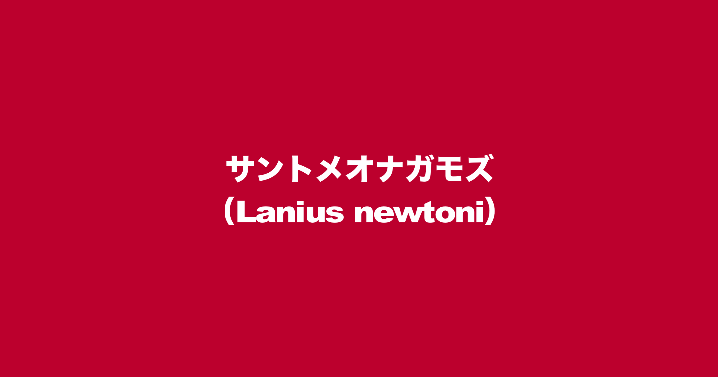 サントメオナガモズ（Lanius newtoni）