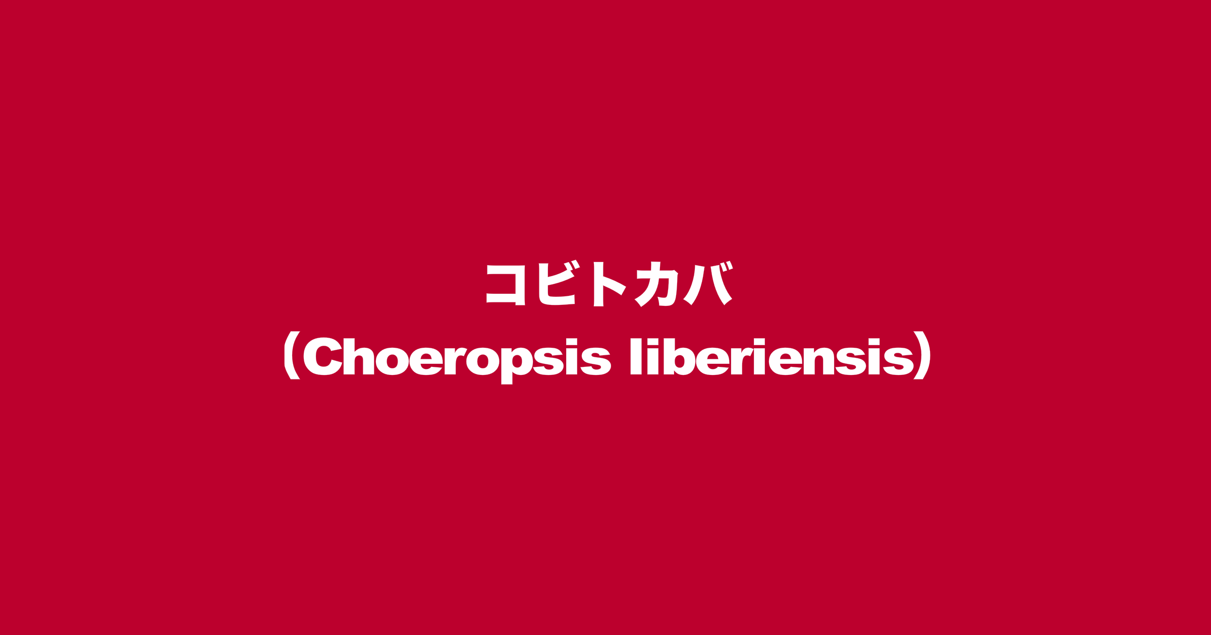 コビトカバ（Choeropsis liberiensis）