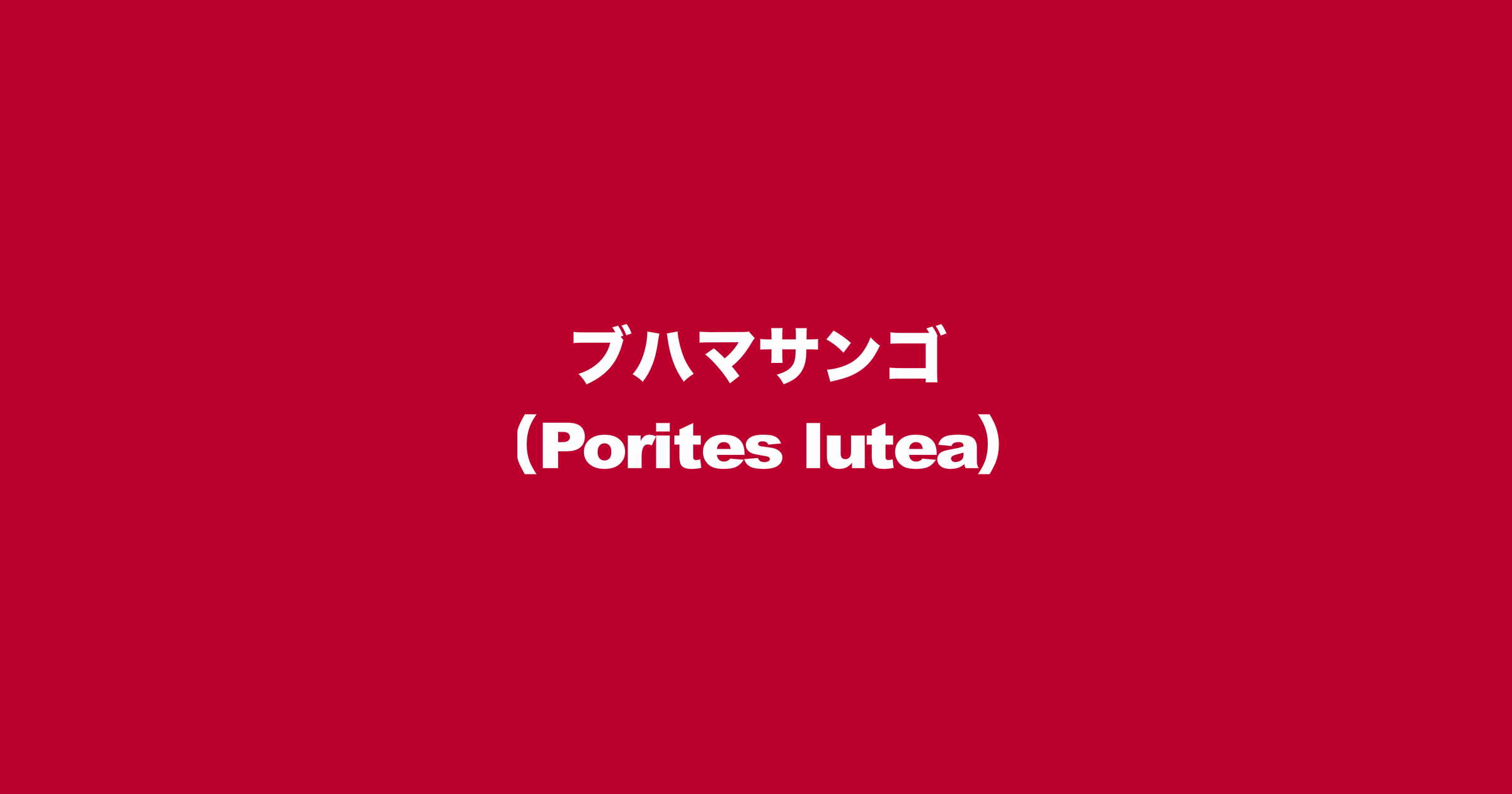 ブハマサンゴ（Porites lutea）