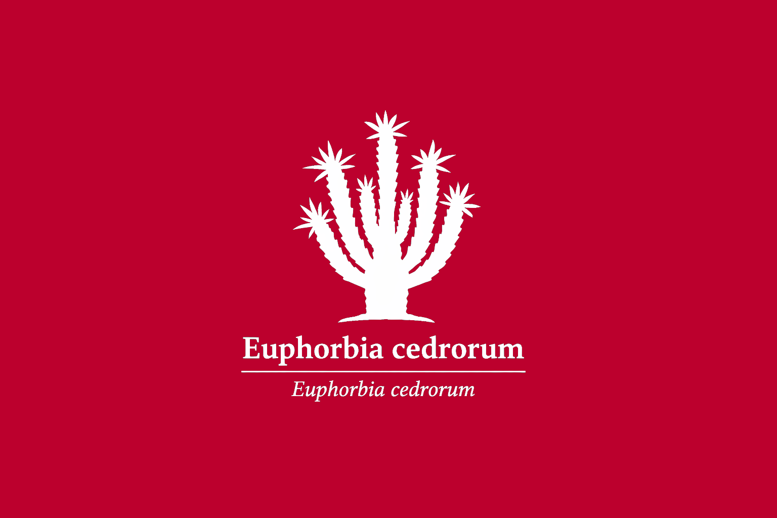 11年後のレッドリスト｜セドロルムトウダイグサ：守られなかった時間が、根を細くしていった【IUCNレッドリスト比較】