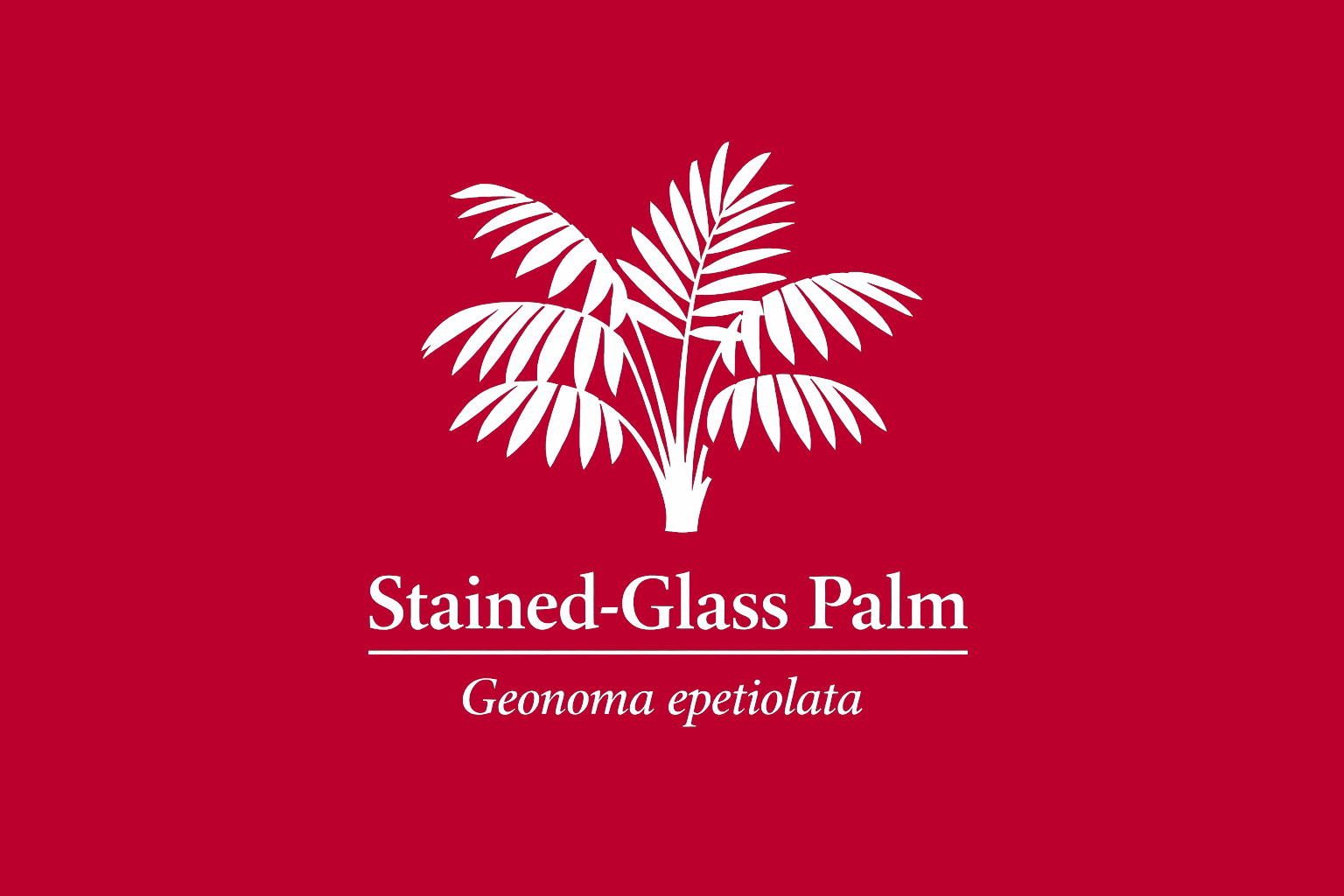 11年後のレッドリスト｜ステンドグラスヤシ：光の名残が、森の奥で静かに息をしている【IUCNレッドリスト比較】