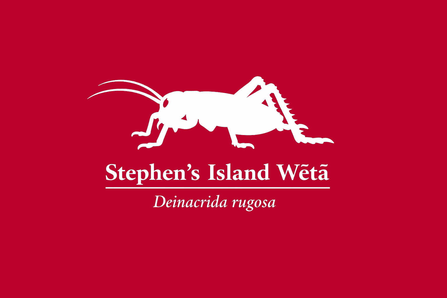 11年後のレッドリスト｜スティーブンズウェタ：静かな忘却の森で、名を呼ぶ者を待ち続けて【IUCNレッドリスト比較】